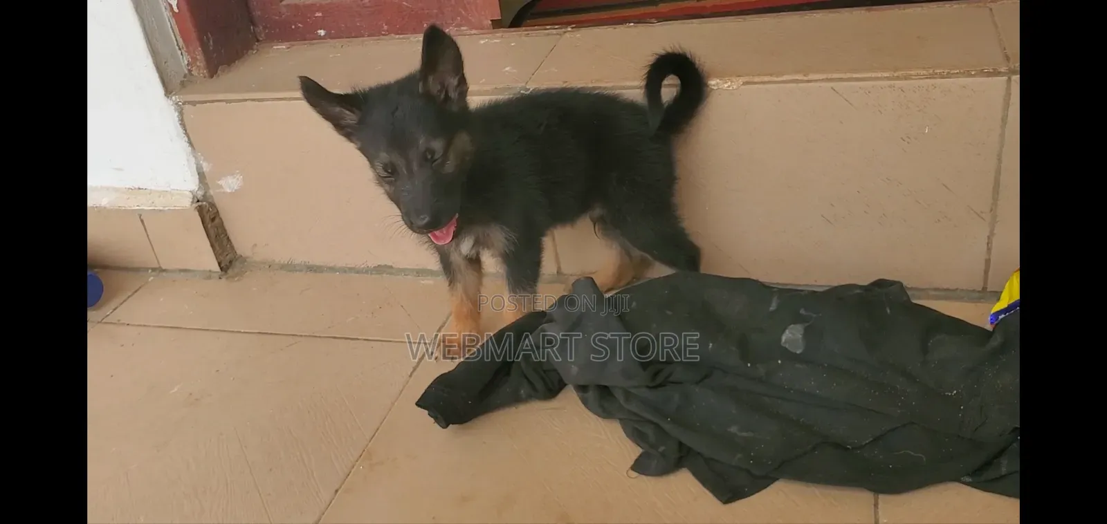1-3 months Female Purebred German Shepherd