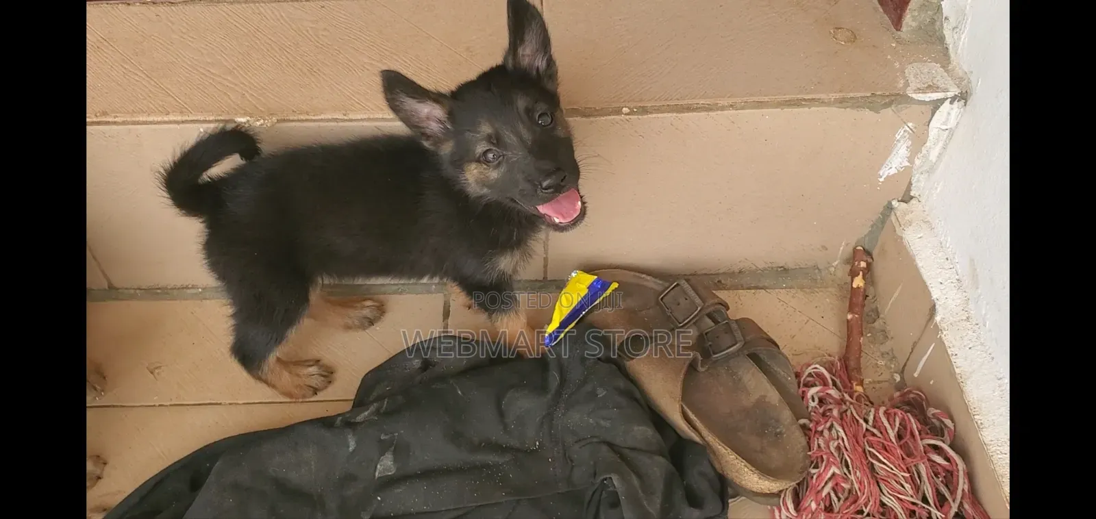 1-3 months Female Purebred German Shepherd