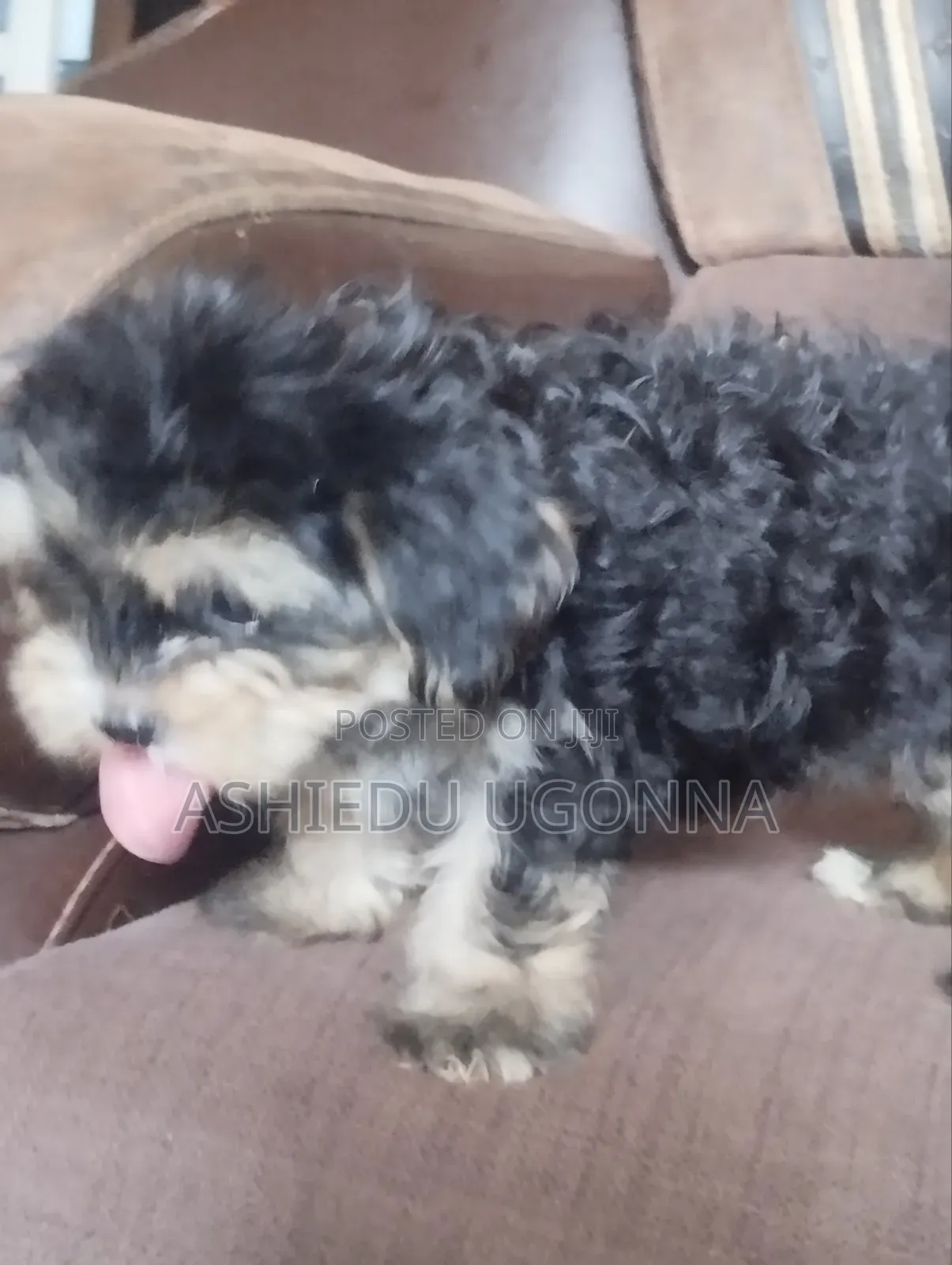 1-3 months Male Purebred Lhasa Apso