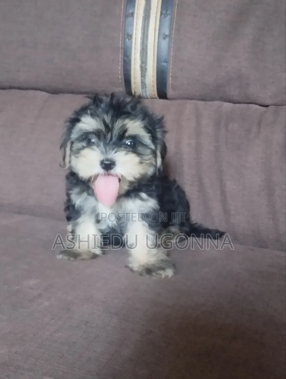 1-3 months Male Purebred Lhasa Apso
