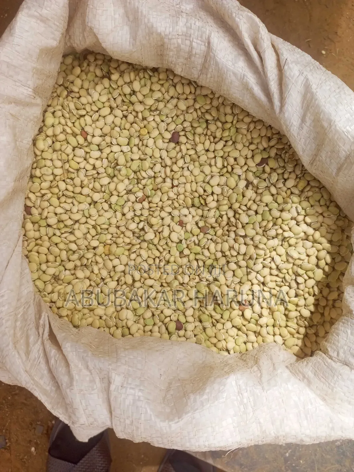 Mucuna, Lablab, Stylo, Leuceana, Moringa, Centrosema, and Other Seeds