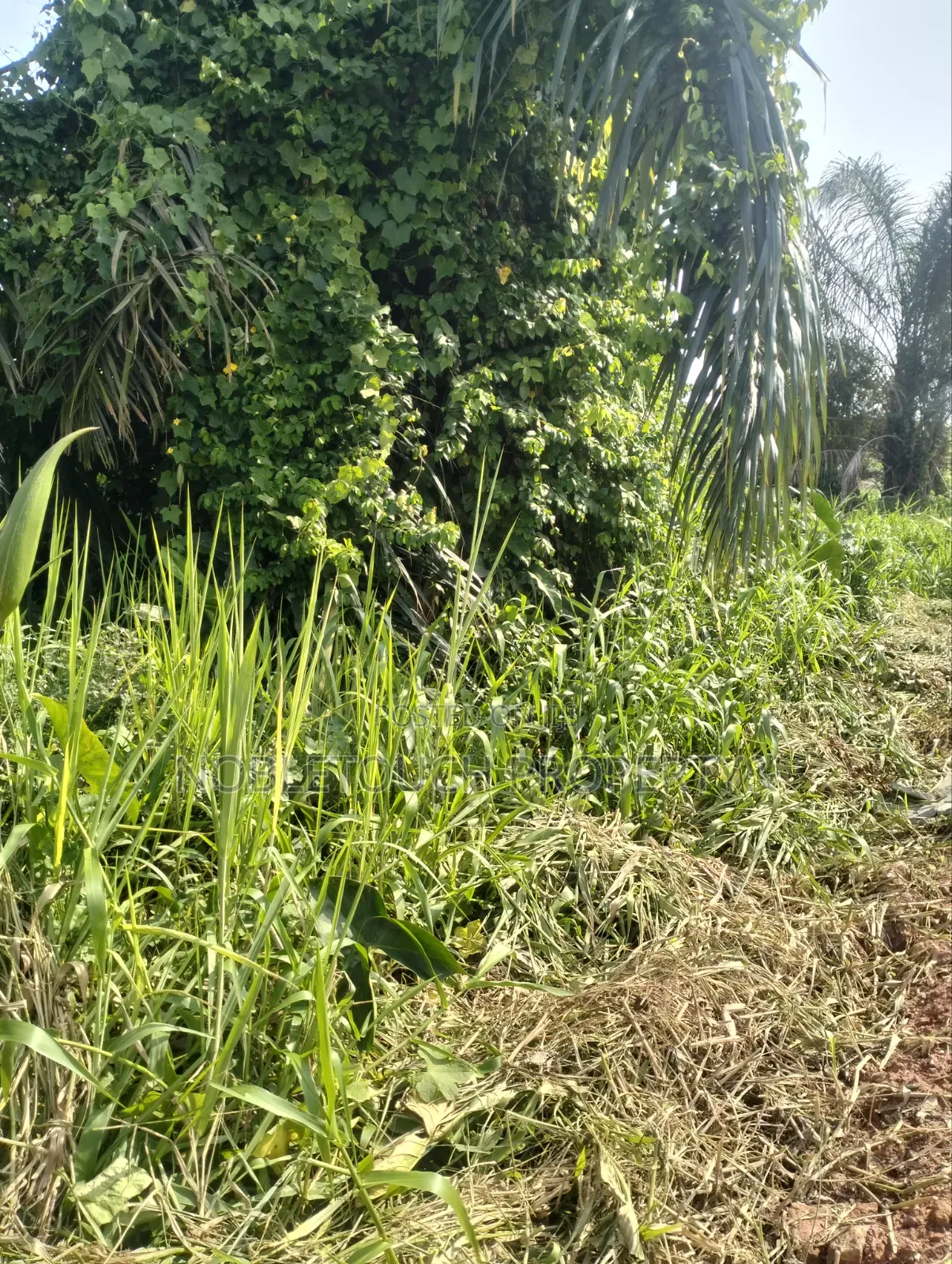 Land Inside Royal Estate Isheri Olofin Lagos