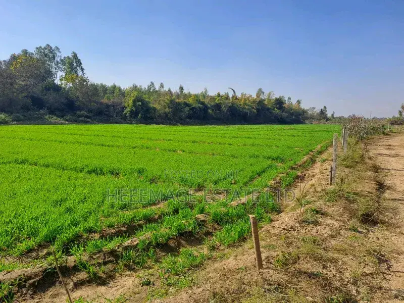 1.5hectares Dobi Farmland