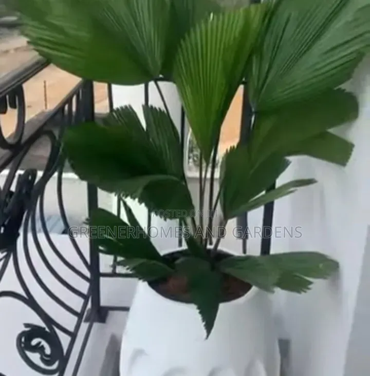 Life Plants