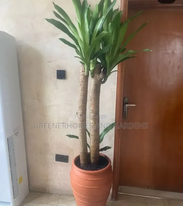 Life Plants