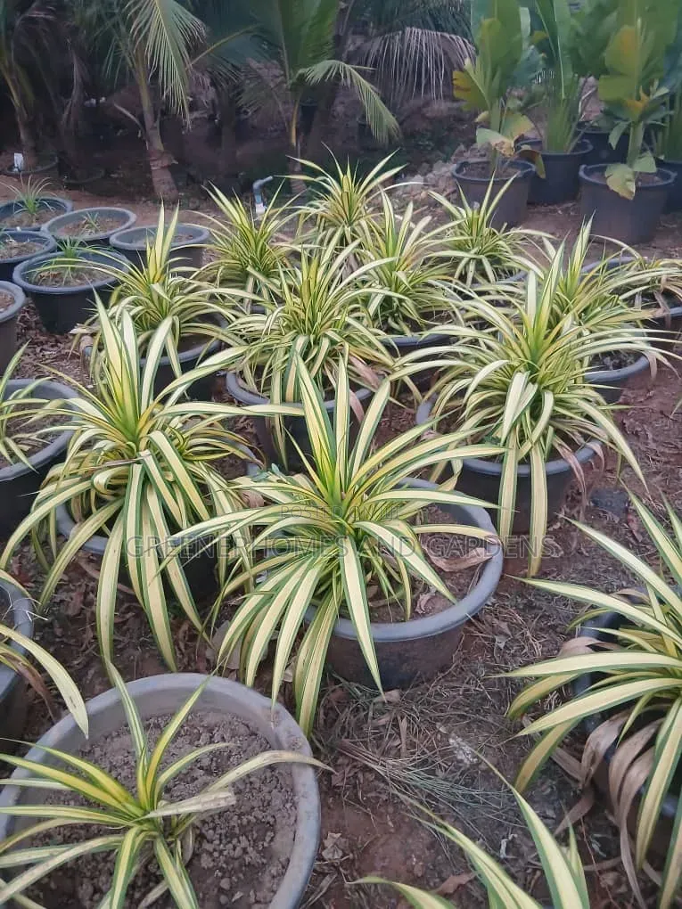 Life Plants