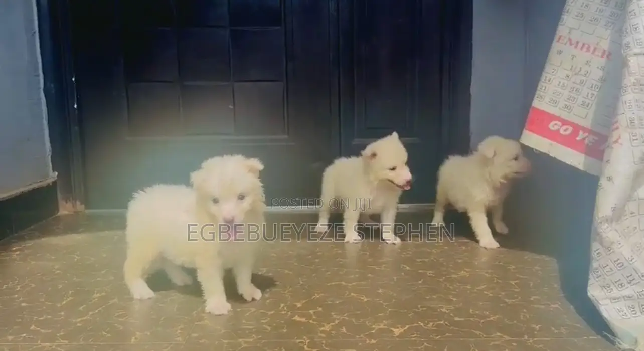 1-3 months Female Purebred American Eskimo