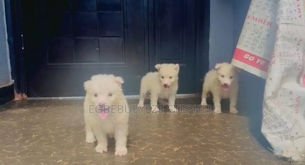 1-3 months Female Purebred American Eskimo