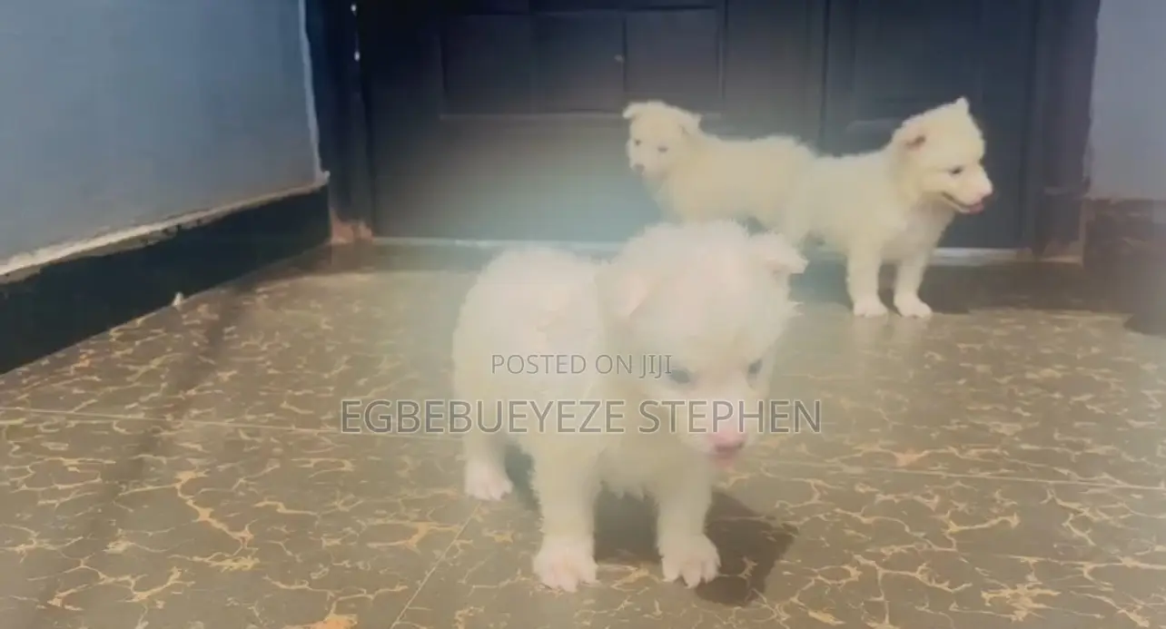 1-3 months Female Purebred American Eskimo