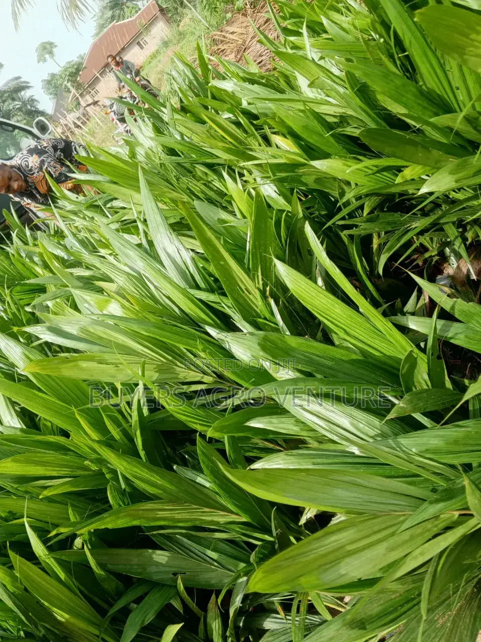 
Original Supergene Malaysia Palm Seedlings