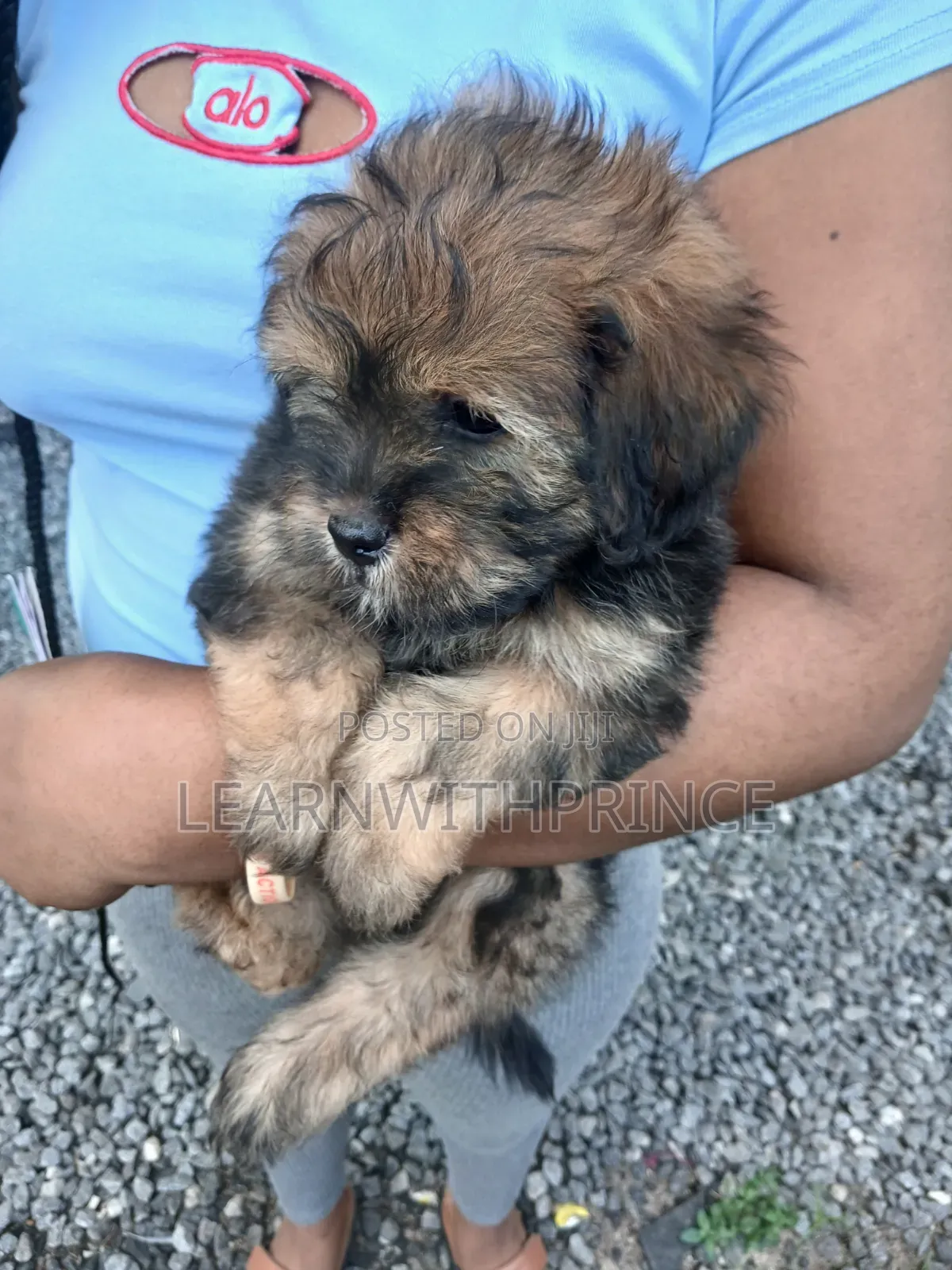 1-3 months Male Purebred Lhasa Apso