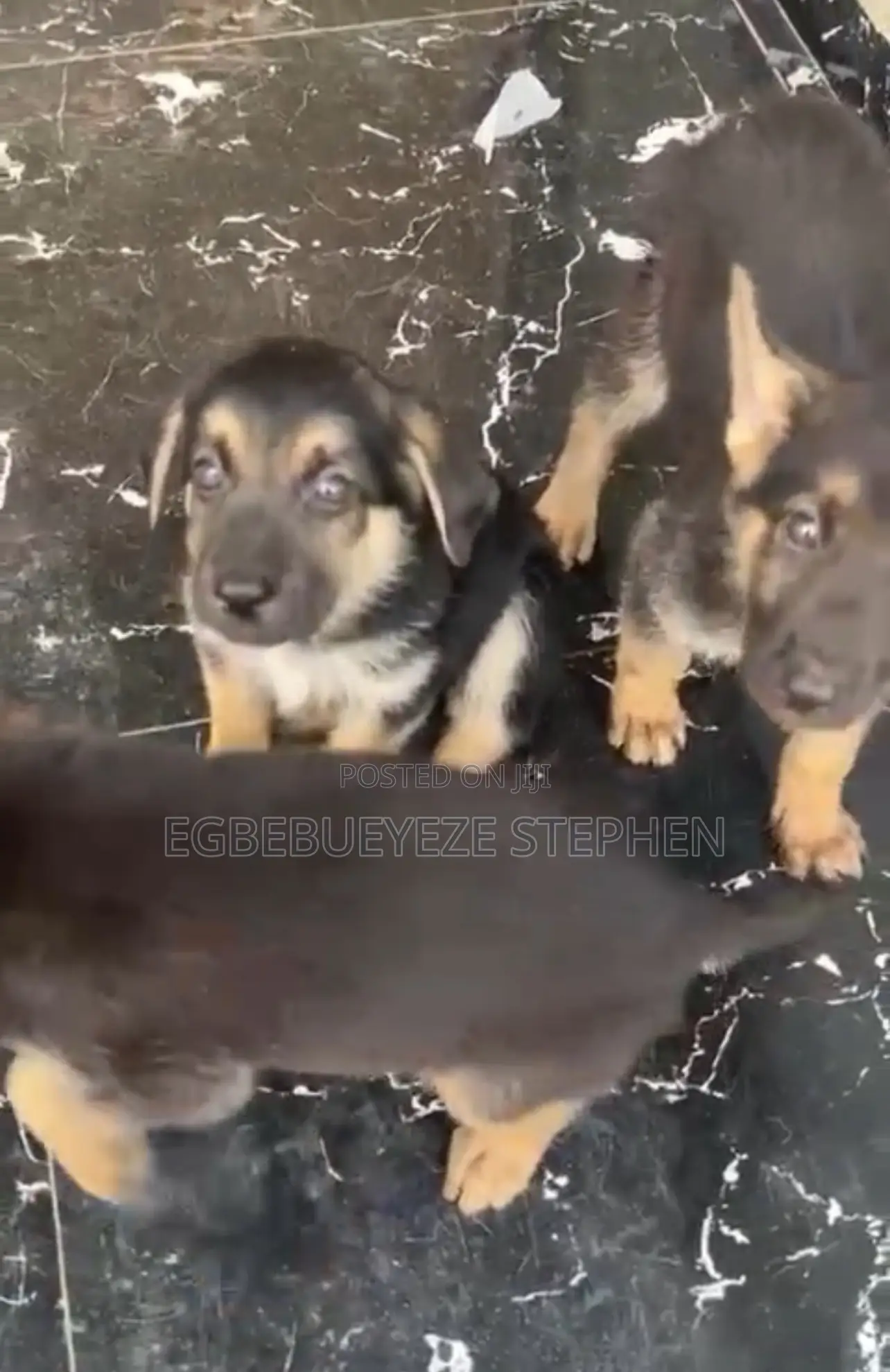 1-3 months Female Purebred German Shepherd