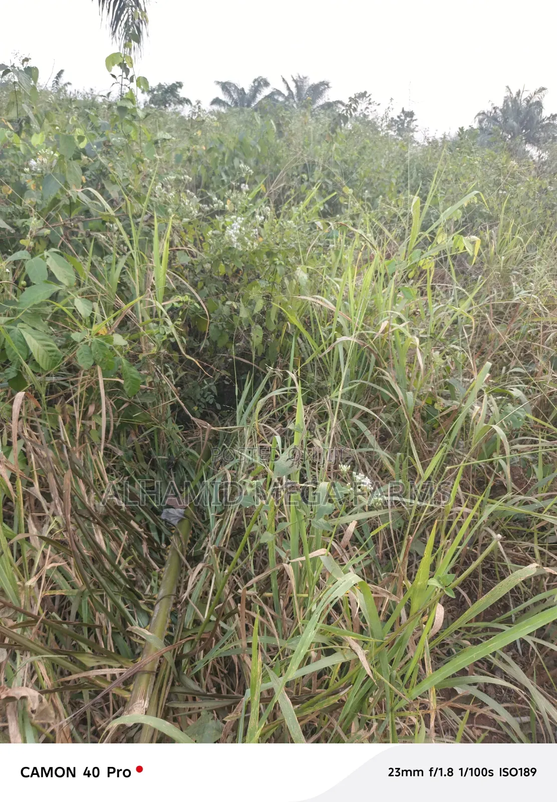 Buy 600 Acres Of Farm Landed Property At 700,000 Per Acre