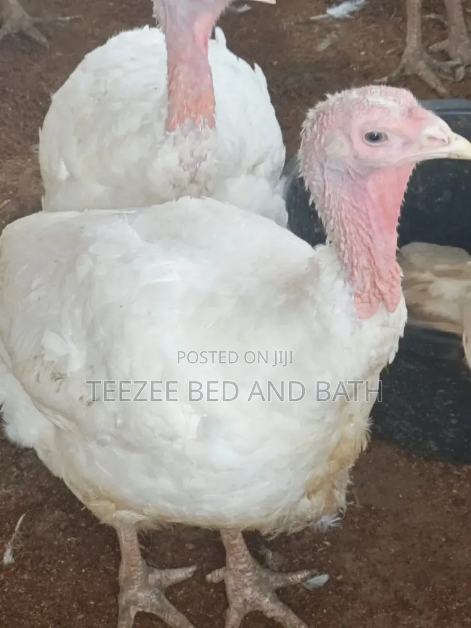 Life Turkey
