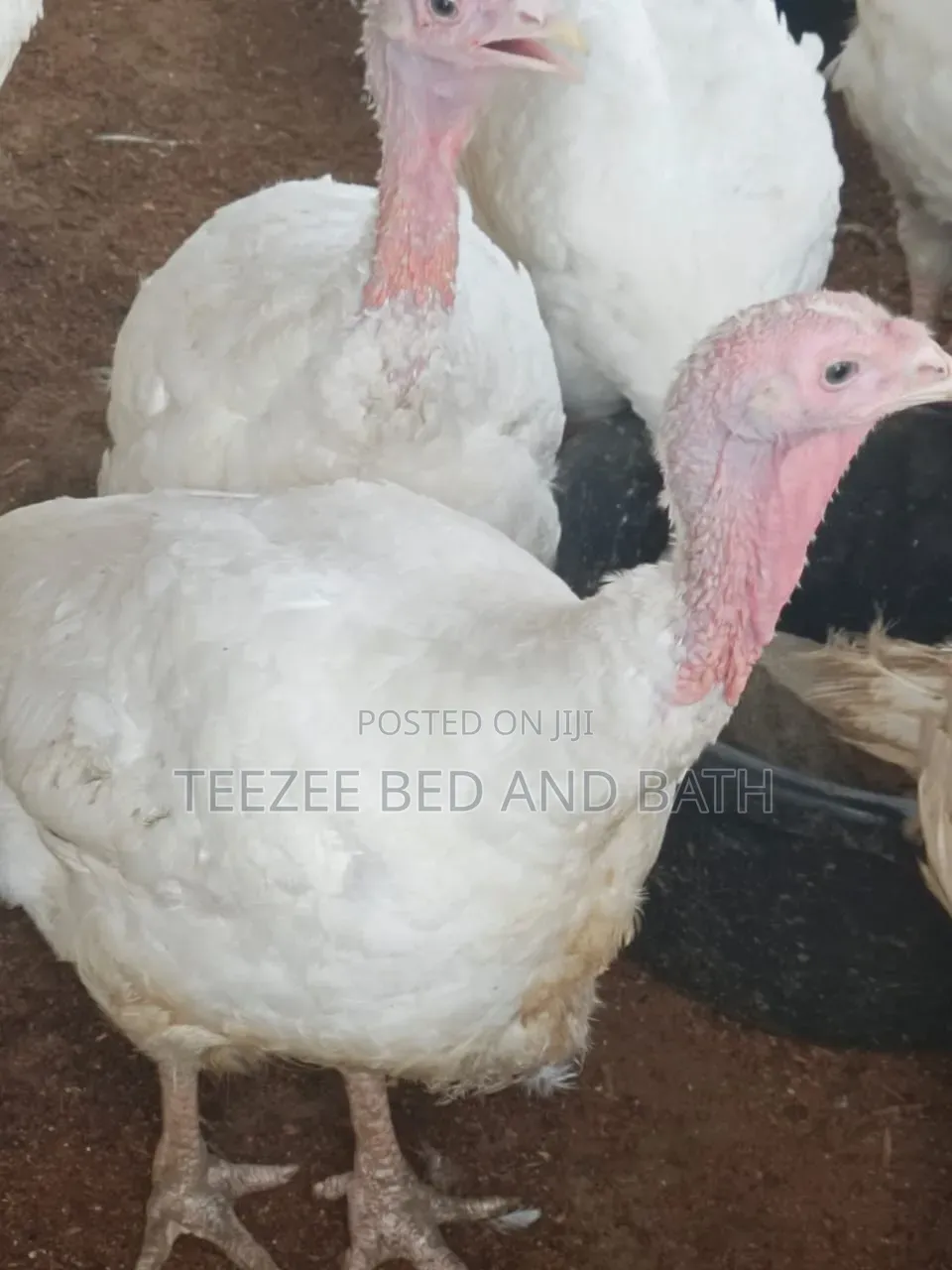 Life Turkey