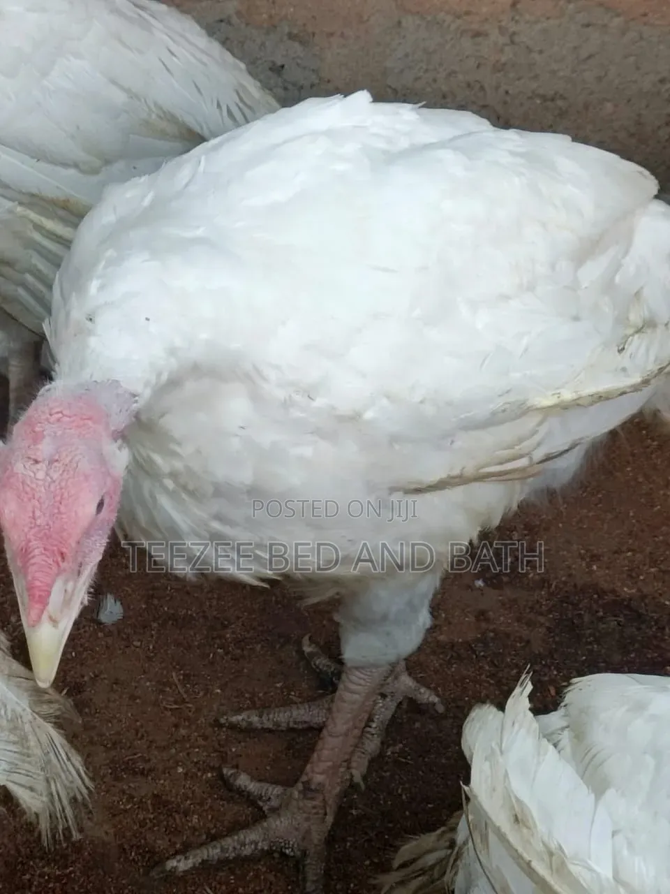 Life Turkey