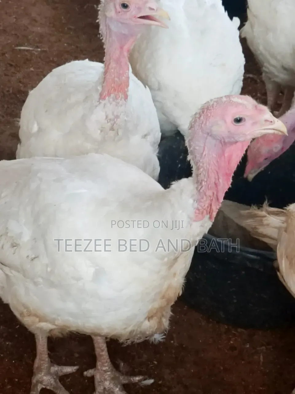 Life Turkey