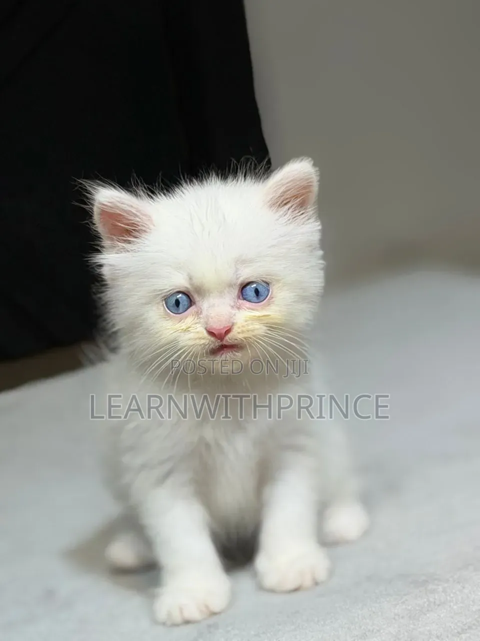 1-3 months Male Purebred Persian