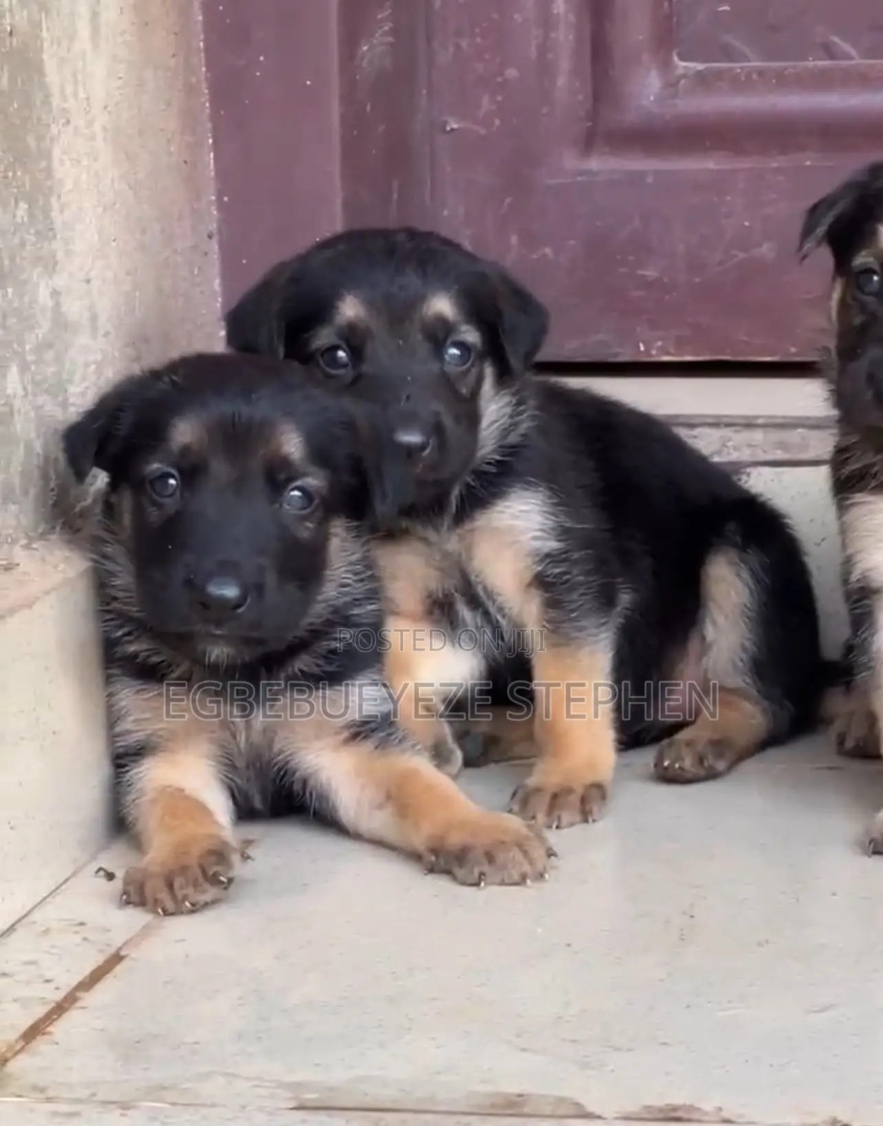 1-3 months Male Purebred German Shepherd