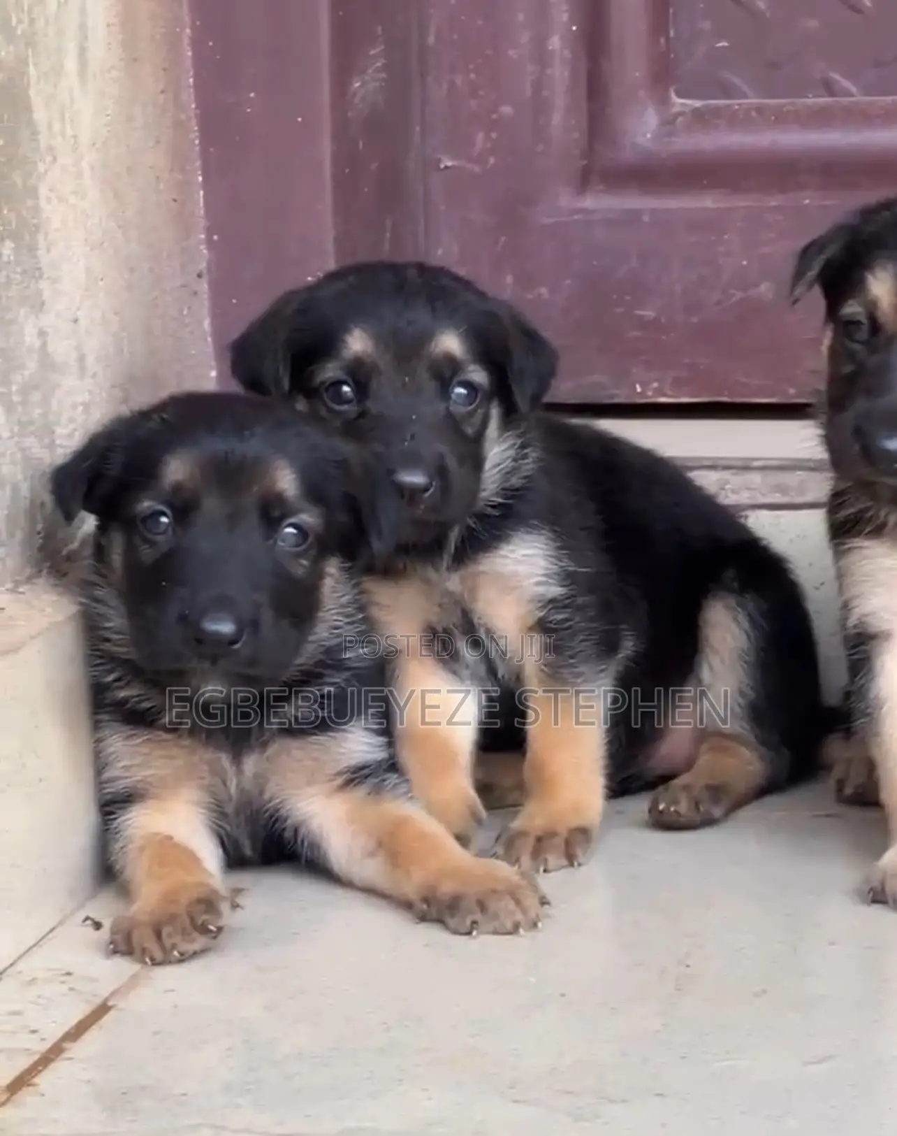 1-3 months Male Purebred German Shepherd