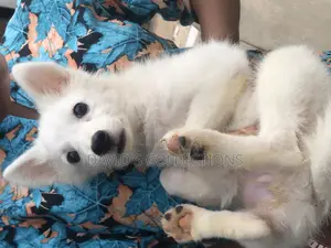 1-3 months Female Purebred American Eskimo
