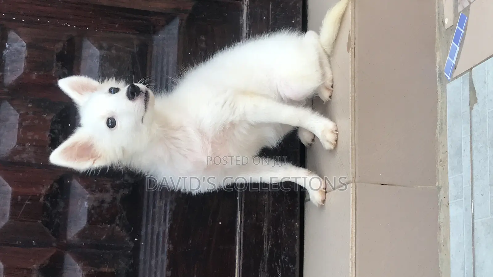 1-3 months Female Purebred American Eskimo