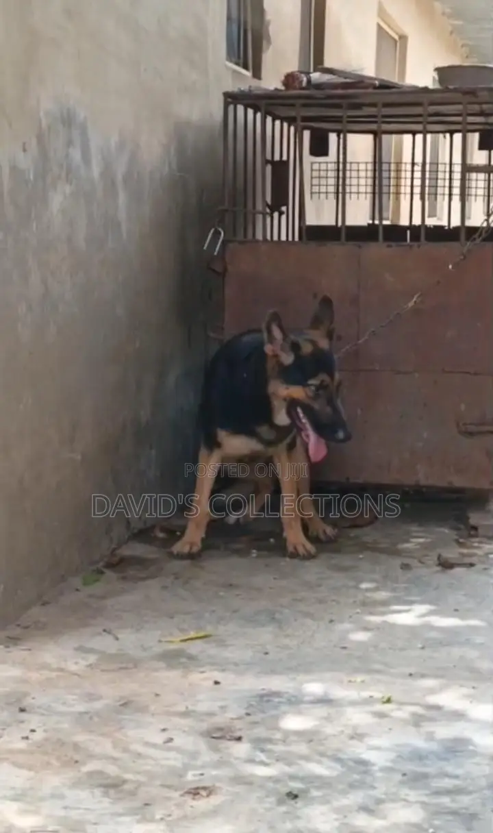 6-12 months Female Purebred German Shepherd