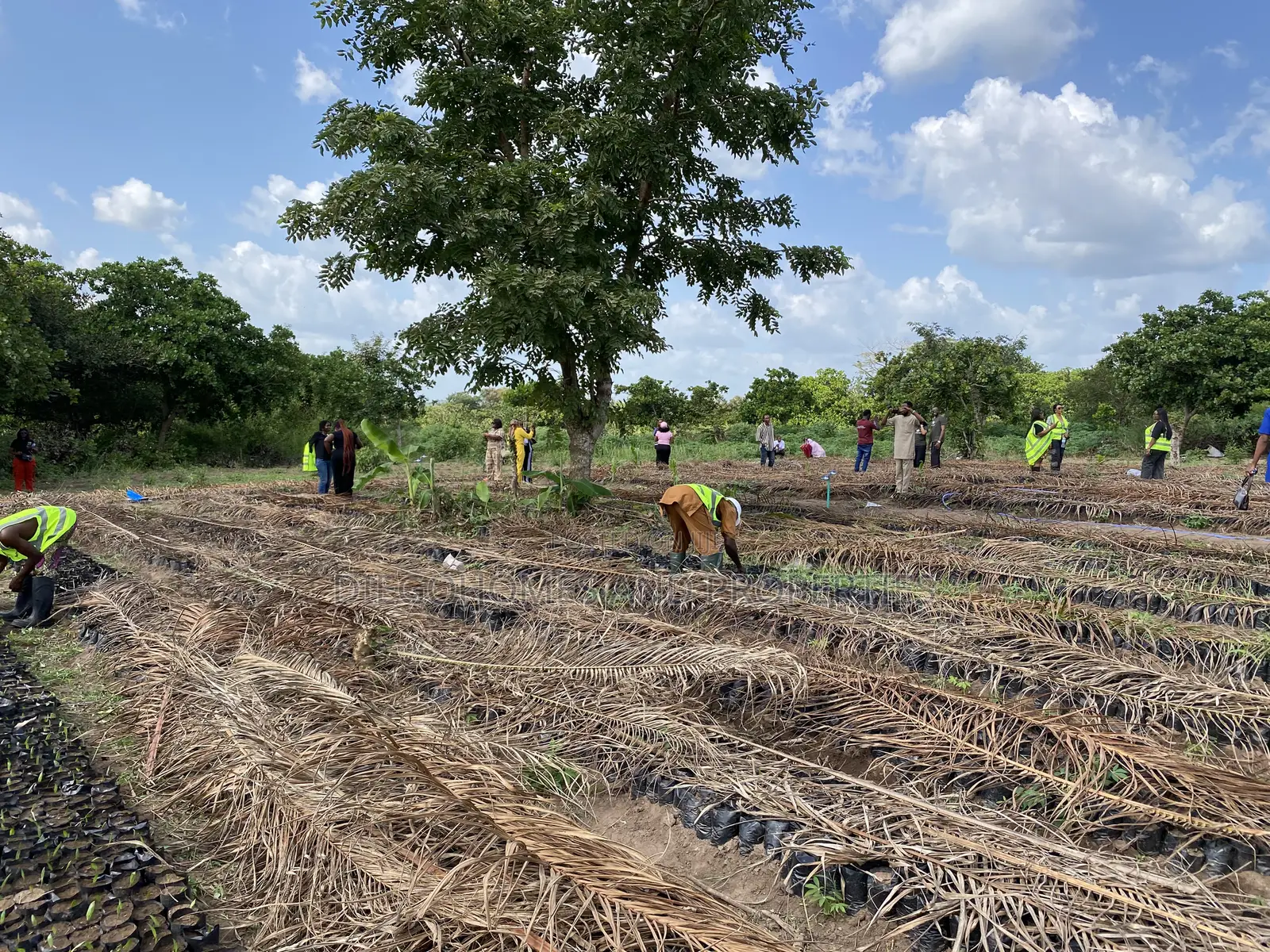Own Acres of Palm Plantation Farmland |C of O | Iseyin Oyo