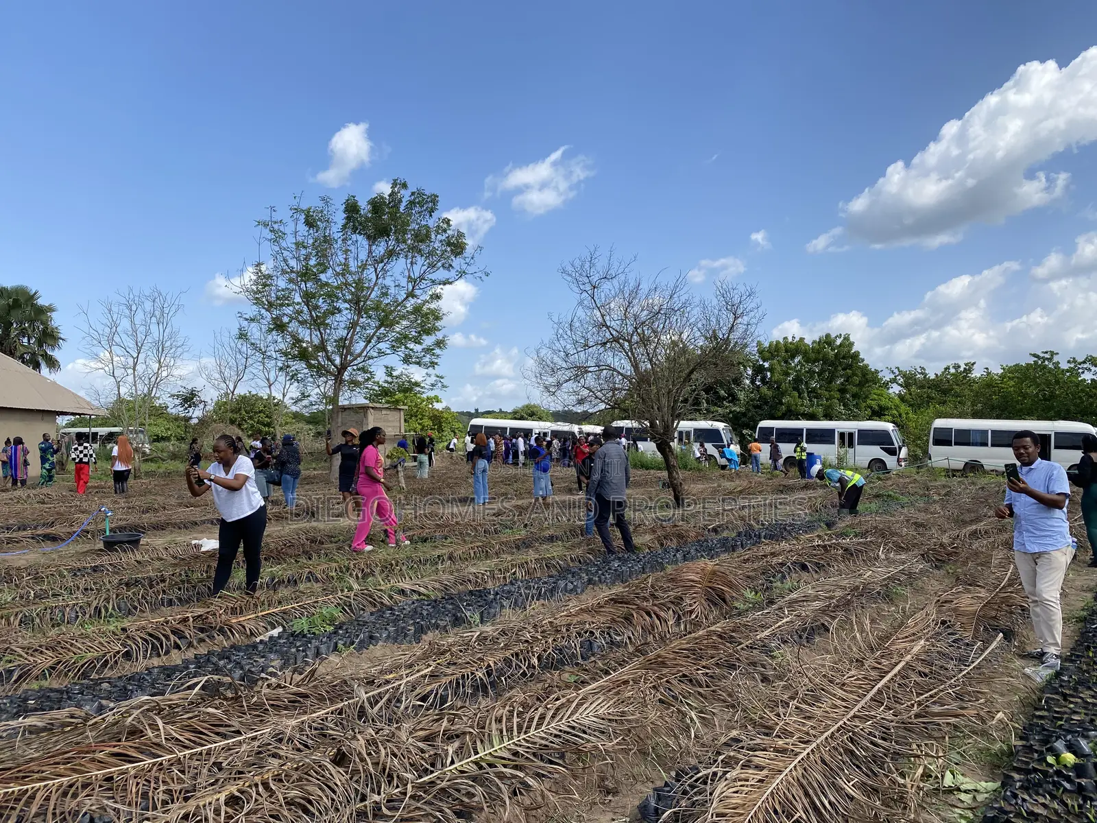 Own Acres of Palm Plantation Farmland |C of O | Iseyin Oyo