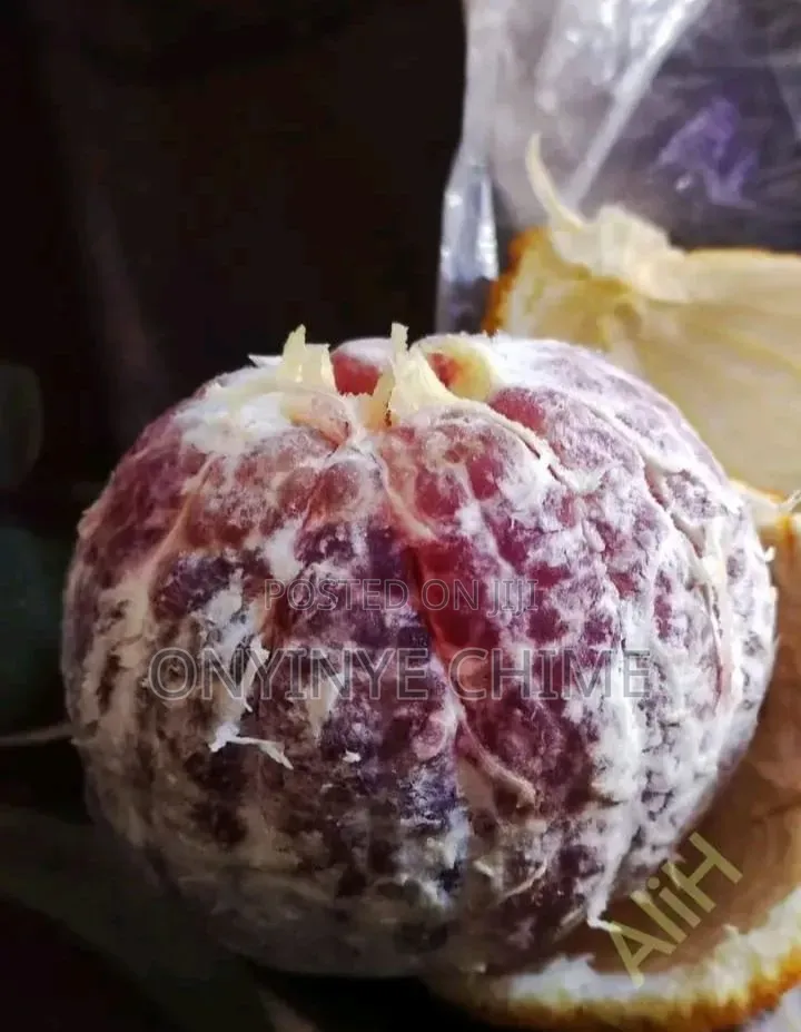Blood Orange Seedlings
