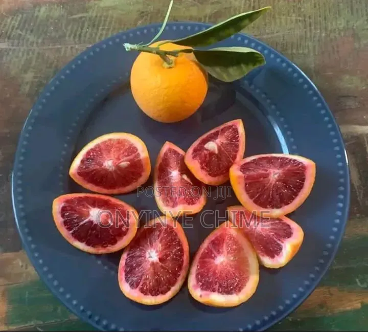Blood Orange Seedlings