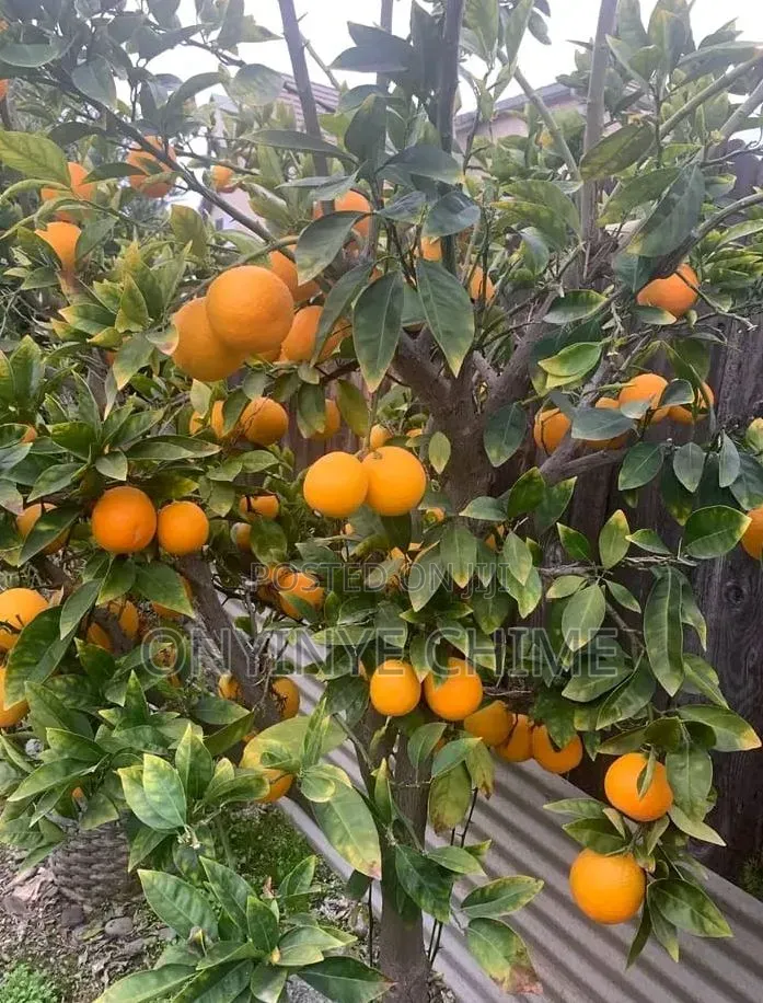 Blood Orange Seedlings