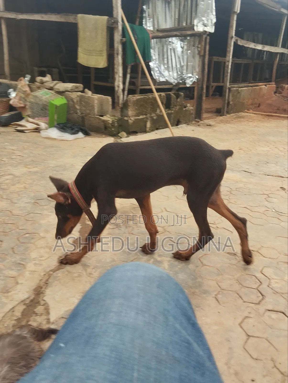 3-6 months Male Purebred Doberman Pinscher