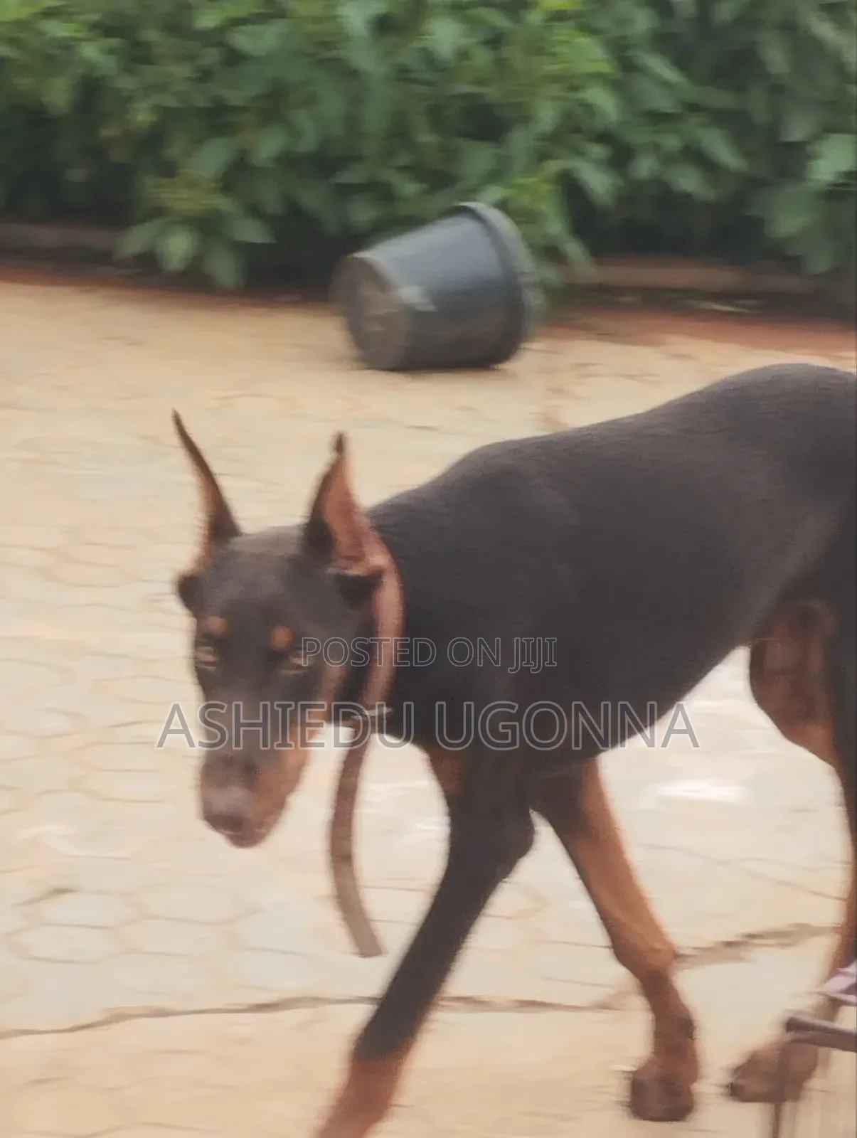 3-6 months Male Purebred Doberman Pinscher