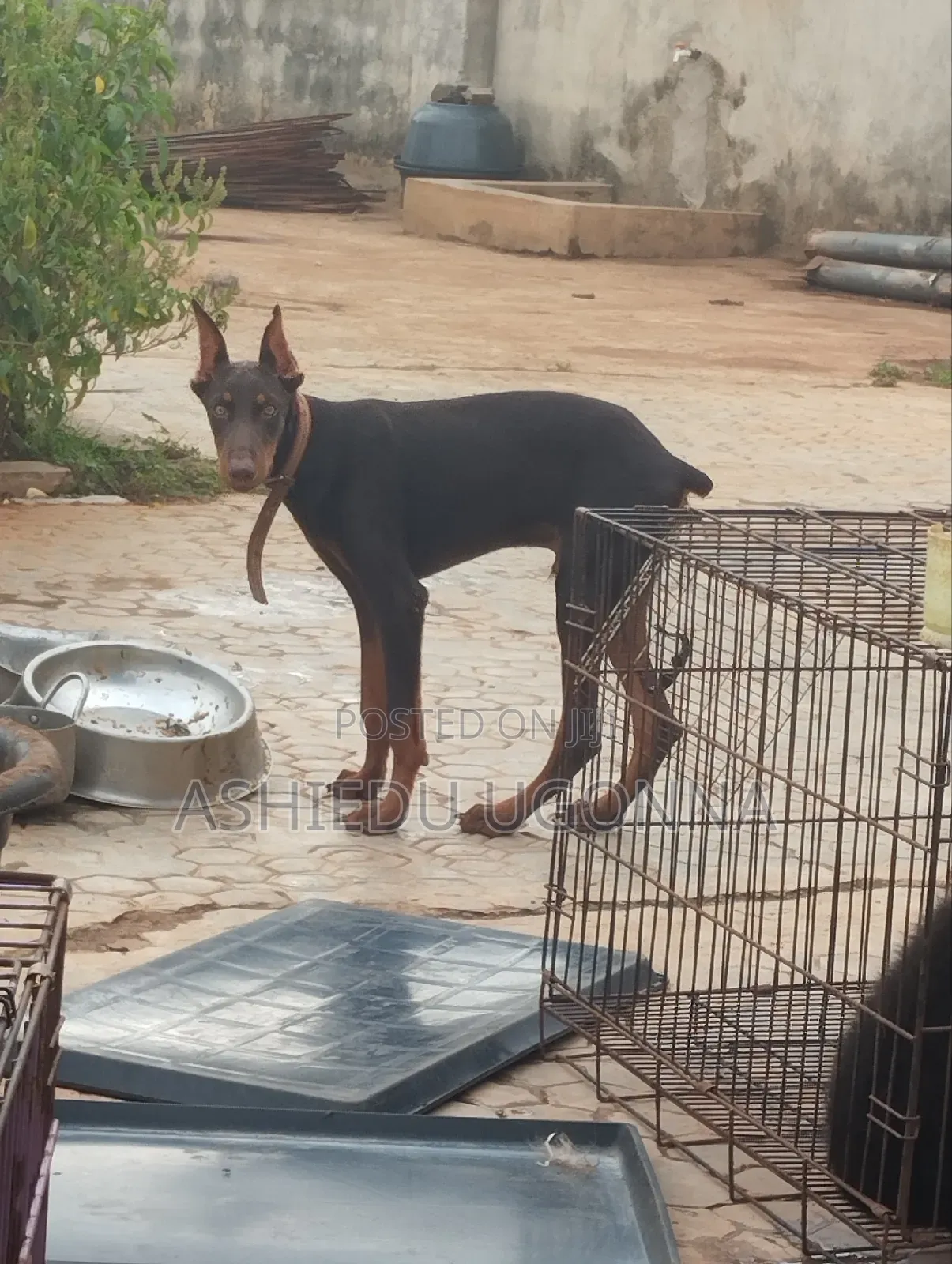 3-6 months Male Purebred Doberman Pinscher
