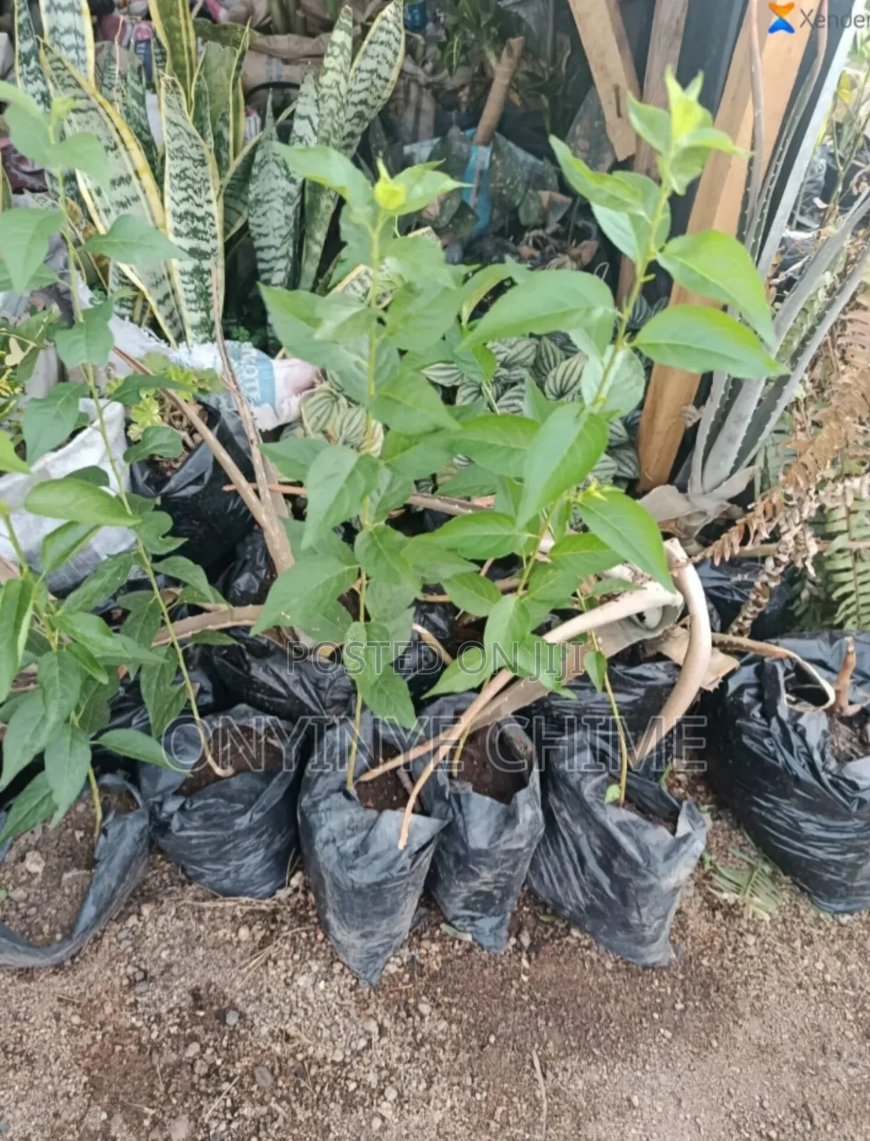 English Plum Seedlings