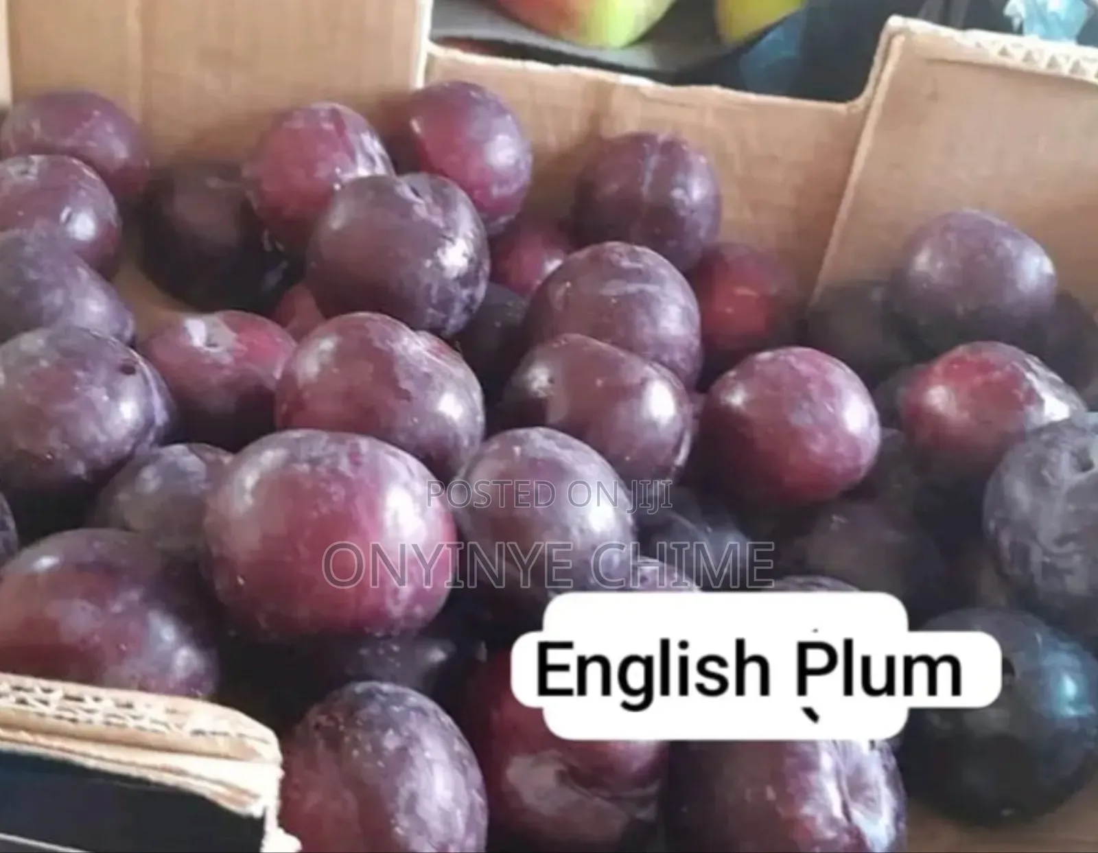 English Plum Seedlings