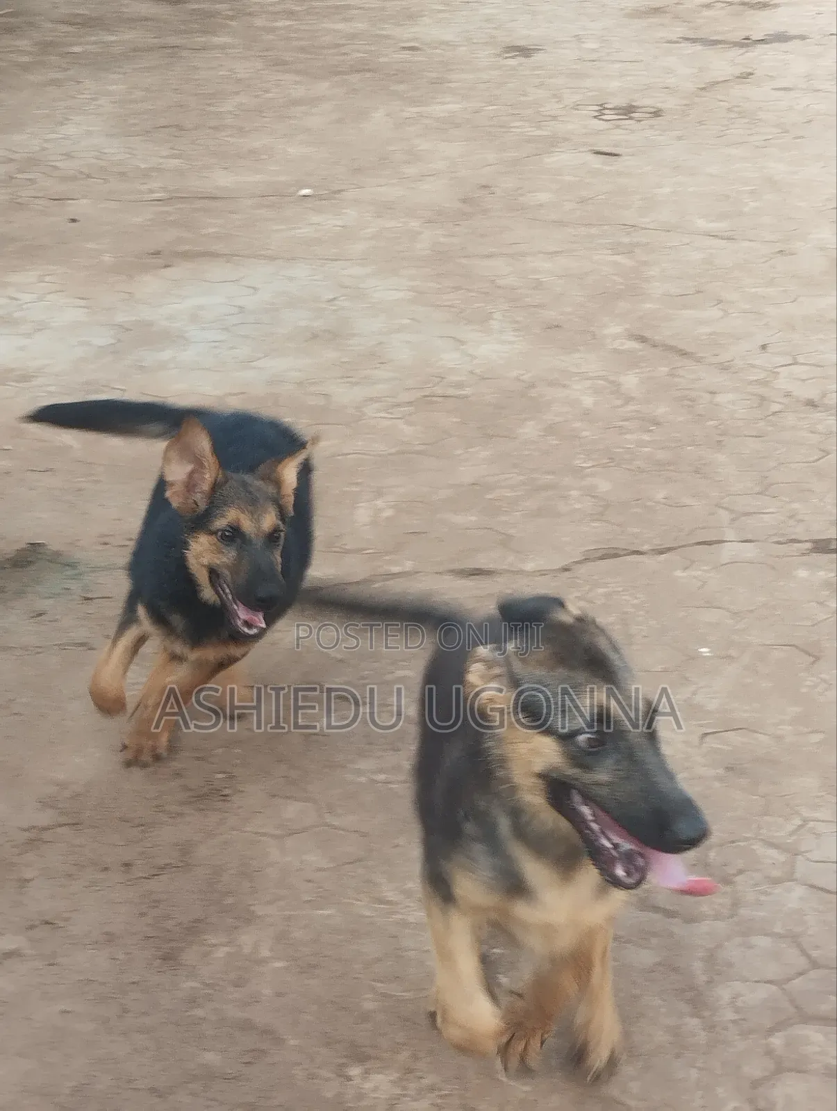 3-6 months Male Purebred German Shepherd