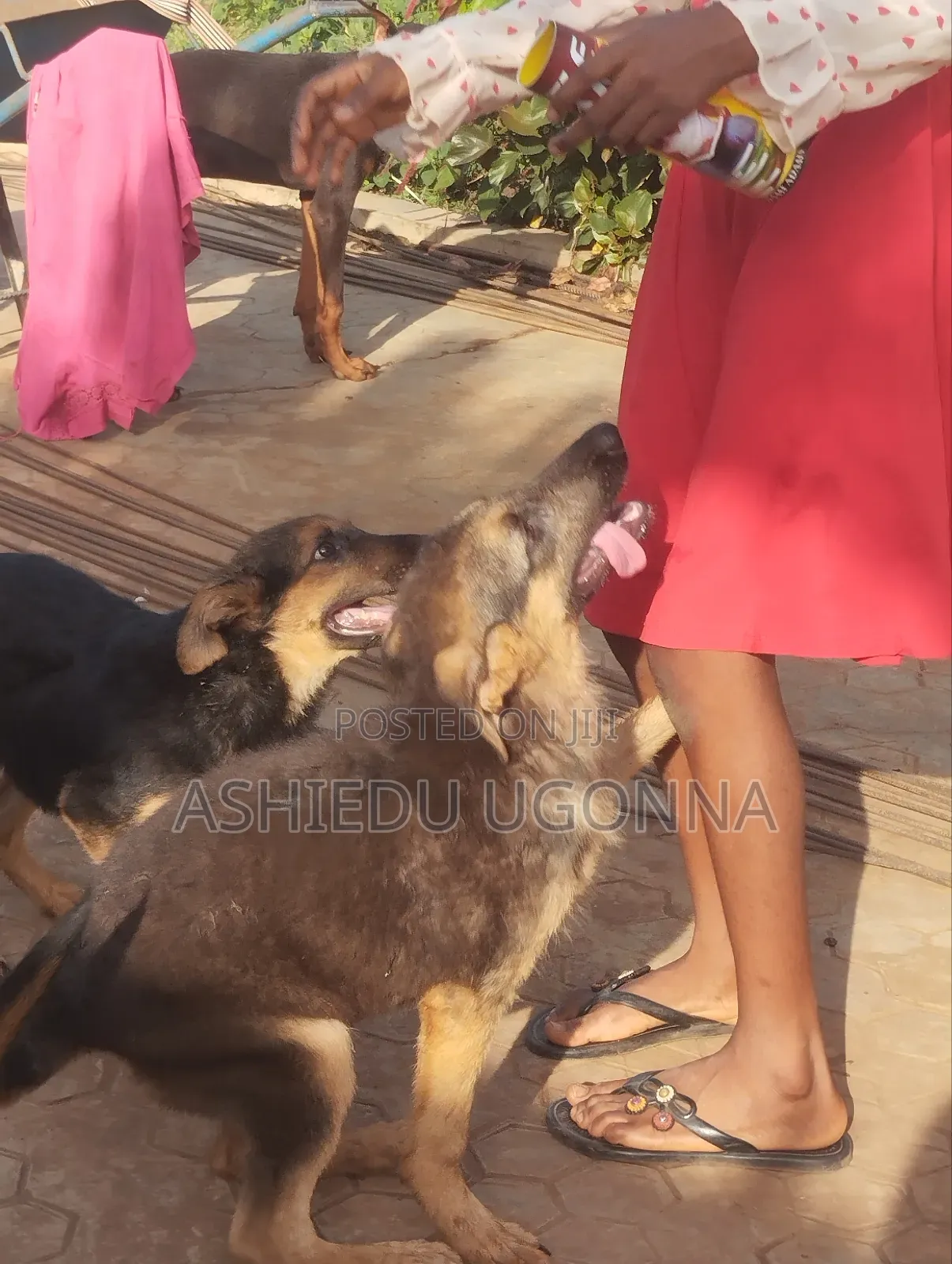 3-6 months Male Purebred German Shepherd