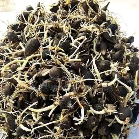 Hybrid Supegene Sprouted Palm Seeds