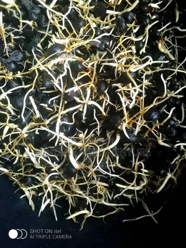 Hybrid Supegene Sprouted Palm Seeds