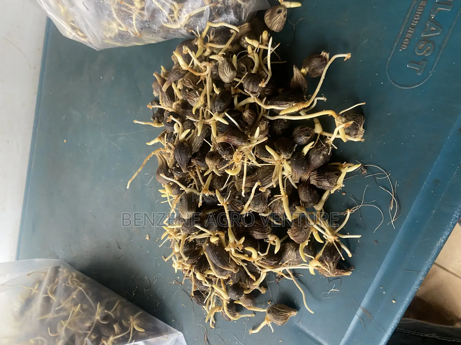 Hybrid Supegene Sprouted Palm Seeds