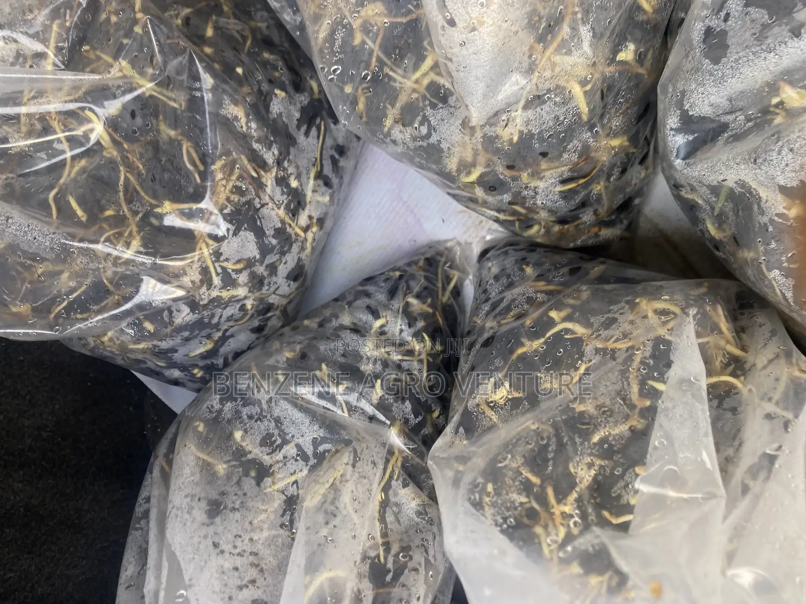Hybrid Supegene Sprouted Palm Seeds