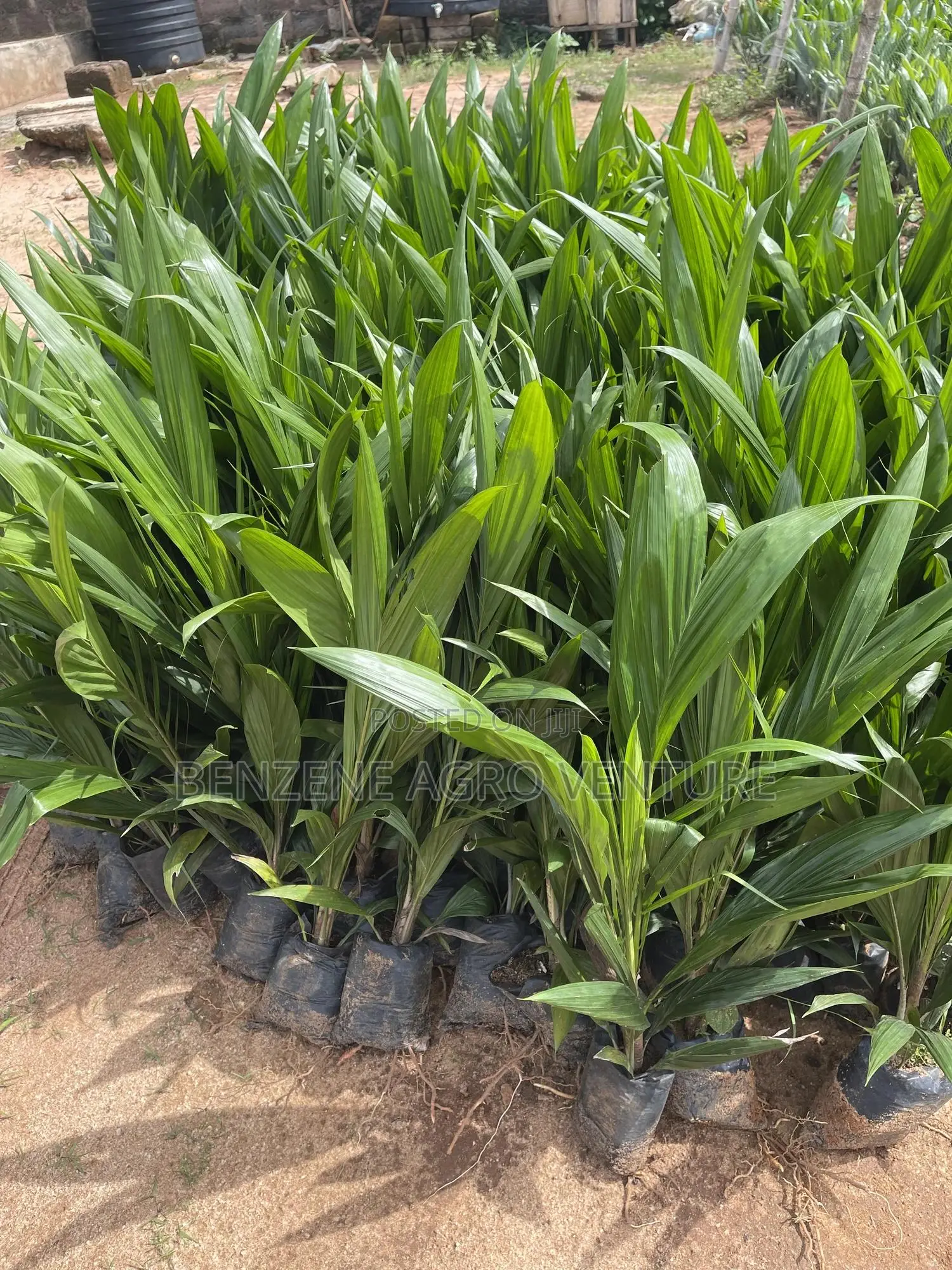 Tenera Palm Seedling