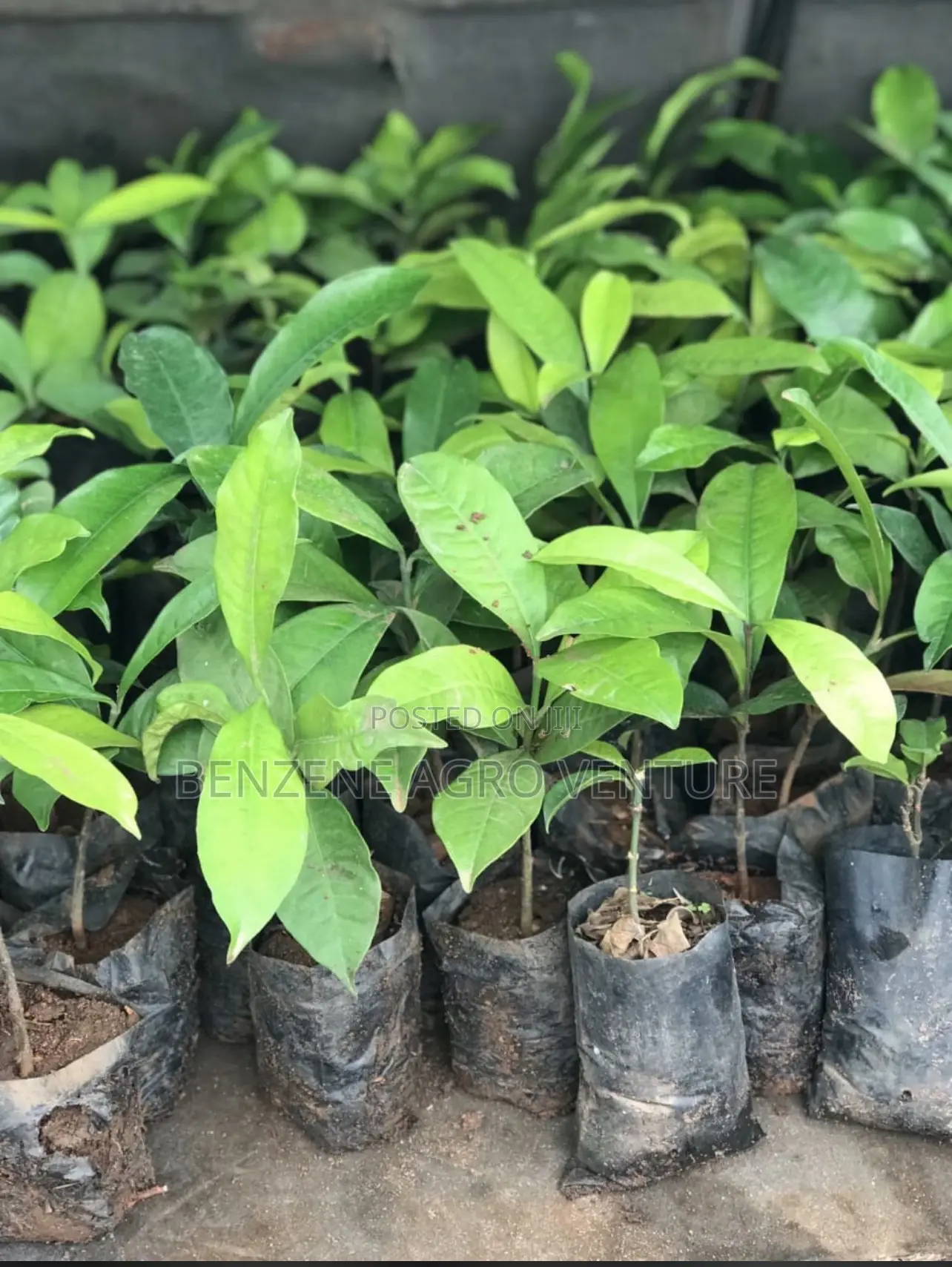 Bitter Kola Seedling
