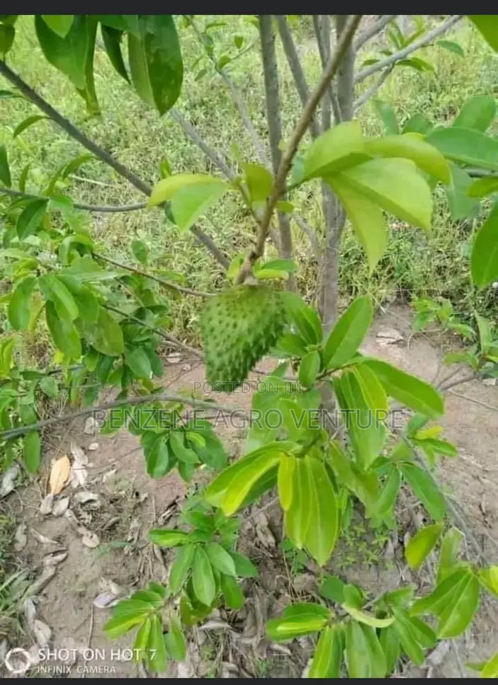 Soursop Seedling
