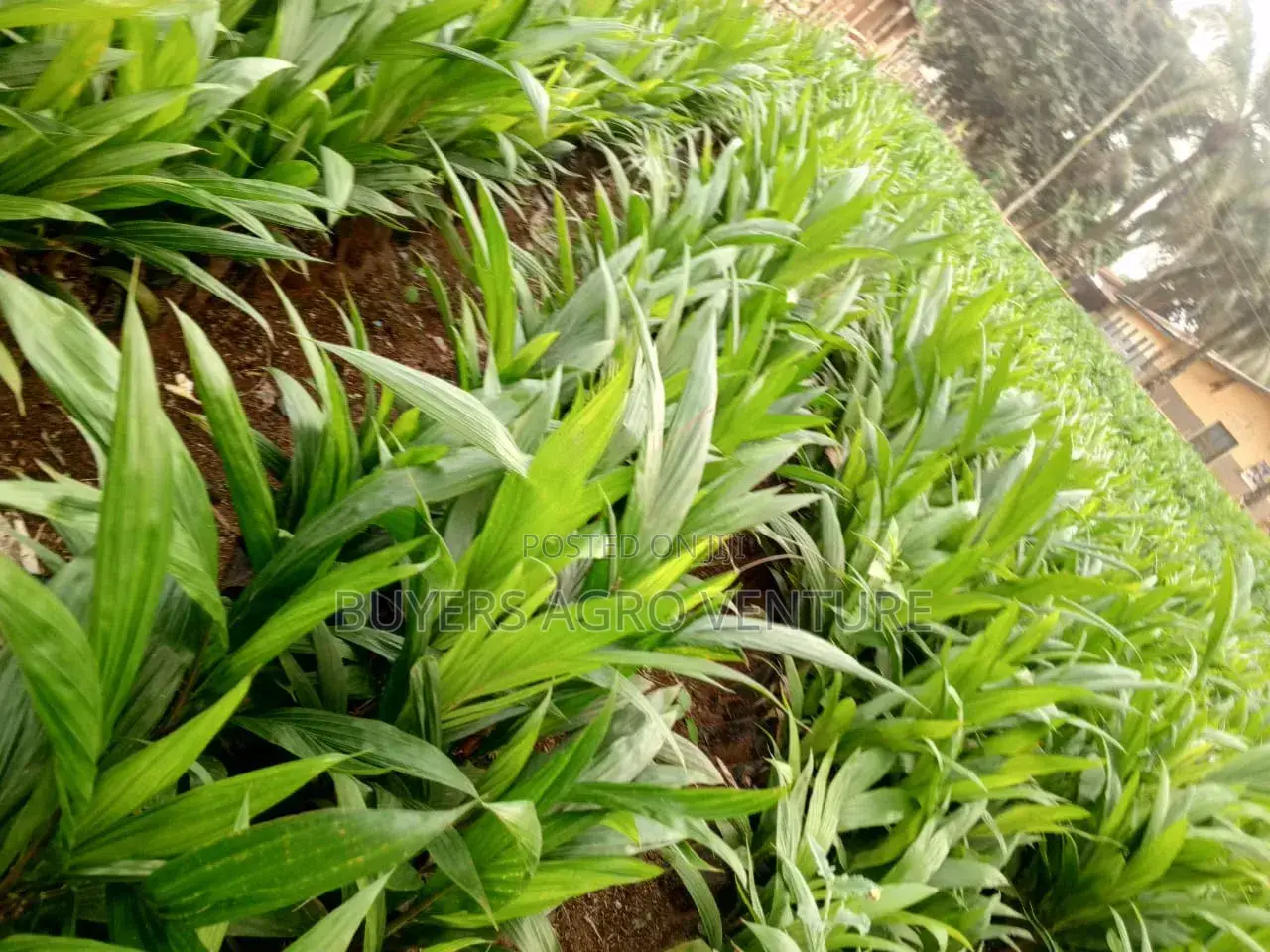 Buy Our Seedlings Supergene for Ur Acres of Land Way the Waste in Bush