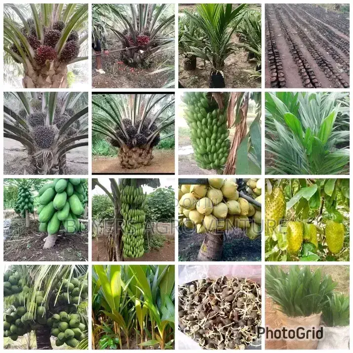 Buy Our Seedlings Supergene for Ur Acres of Land Way the Waste in Bush