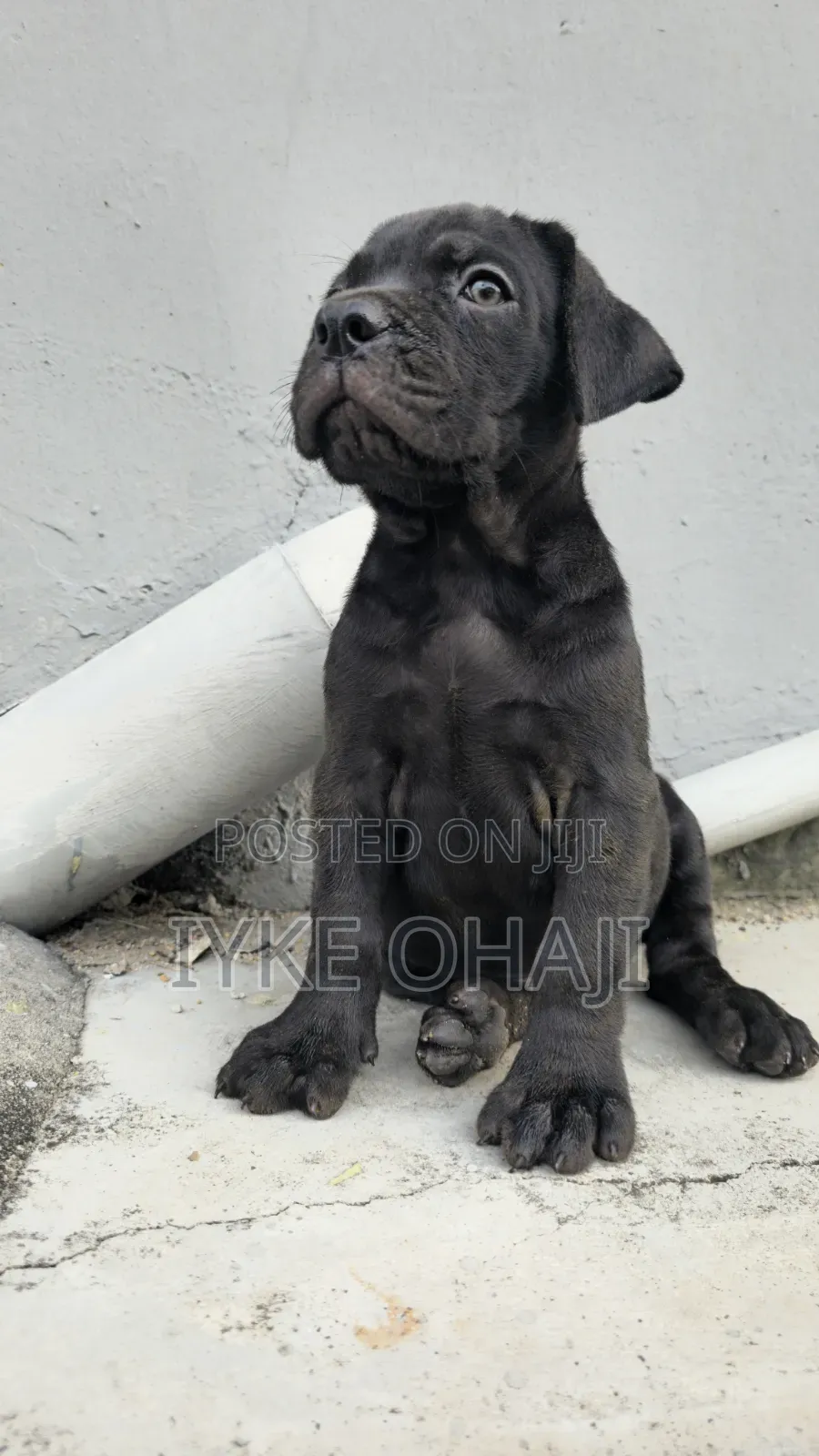 1-3 months Female Purebred Cane Corso