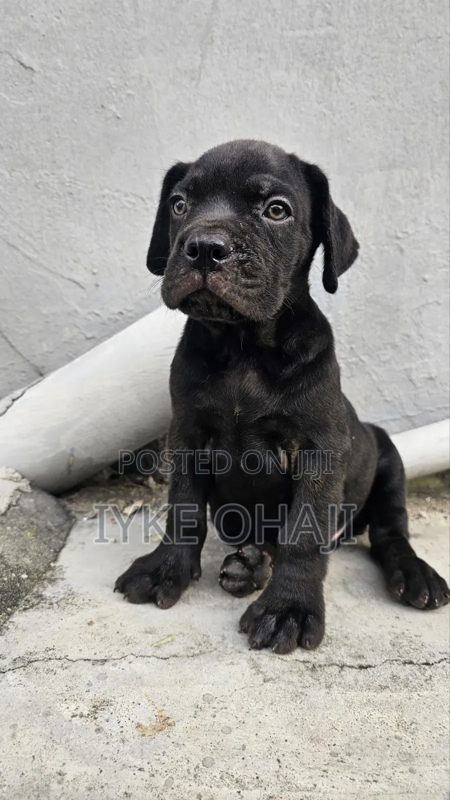 1-3 months Female Purebred Cane Corso